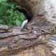 Kamień księżycowy - pierścionek regulowany