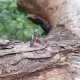 Stary amonit - pierścionek regulowany