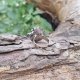 Krzemień z plusem - pierścionek regulowany