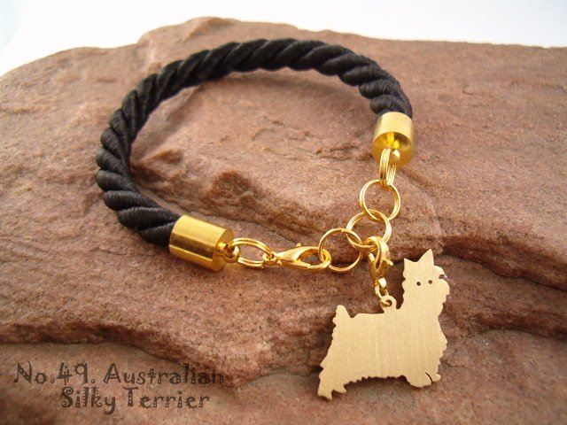 Australijski silky terrier 1- pies nr.49