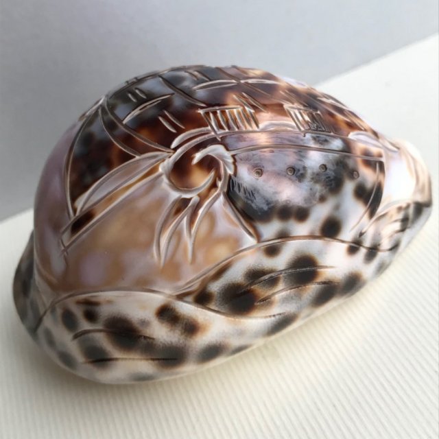 SKARB MORZA ❀ڿڰۣ❀ MUSZLA NATURALNA - Rzeźbiona #3