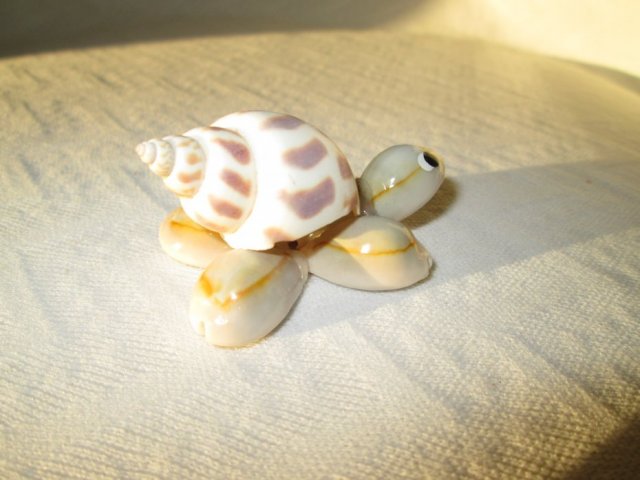 Żółwik z muszli