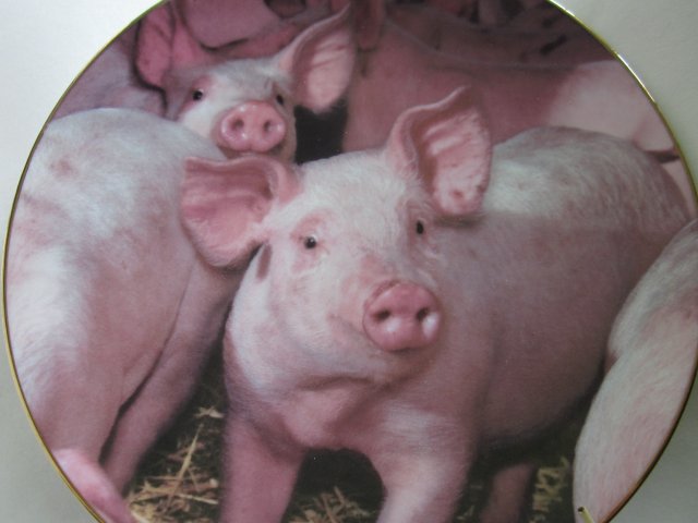 Hamilton collection 1996 "NOSY PORKER " THE " PIGGY  PORTRAITS " PLATE COLLECTION