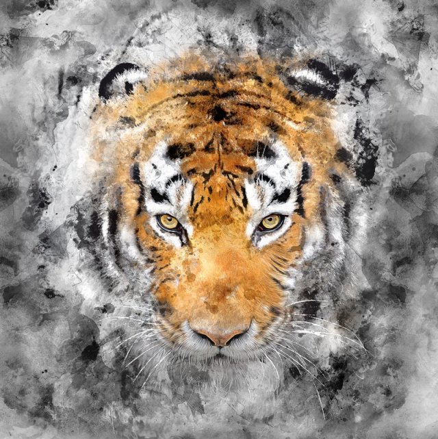 Plakat tygrys 50x70 cm B2