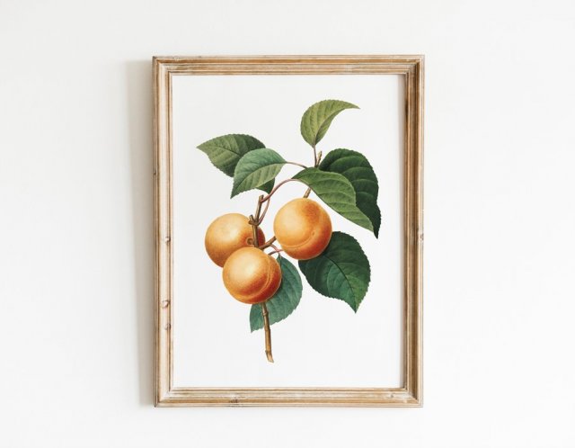 Plakat morela Vintage 50x70 cm