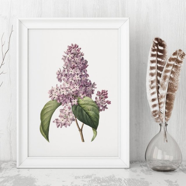 Botaniczne plakaty kwiaty bzu 50x70 cm