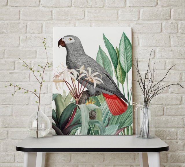 Plakat szara papuga 70x100 cm B1