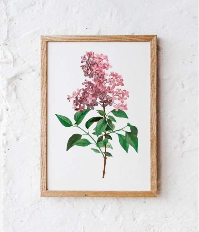 Botaniczne plakaty kwiaty bzu 50x70 cm