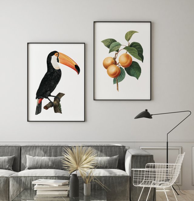 Zestaw plakatów tukan morela vintage 50x70 cm