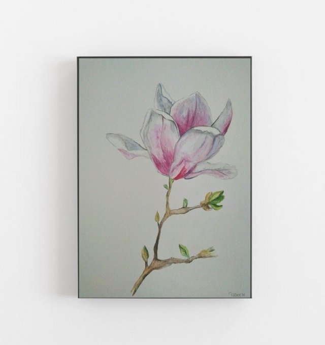 Magnolia- obraz akwarela