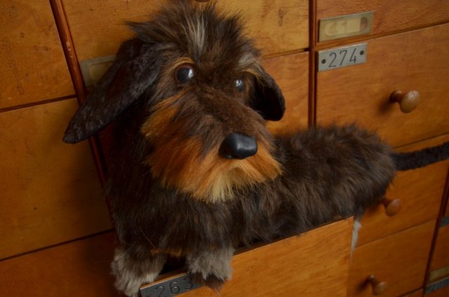 maskotka na zamówienie. Pluszowy portret psa lub kota. Owczarek niemiecki, mops, buldog francuski ect.