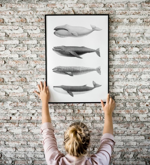 Obraz plakat duży rozmiar wieloryb 70x100 cm