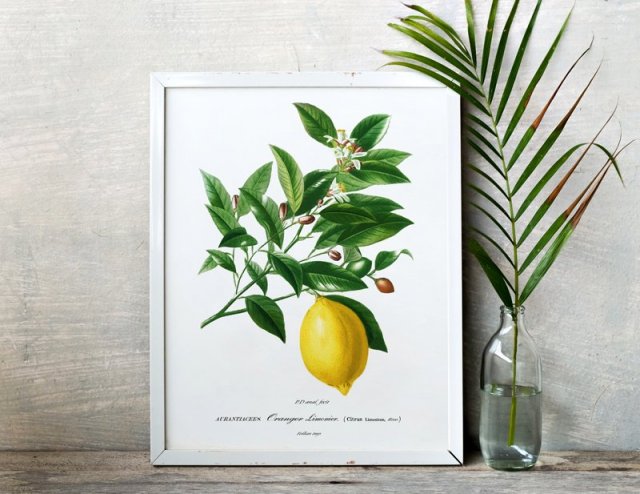 Plakat obraz botaniczny cytryna  - format 40x50 cm