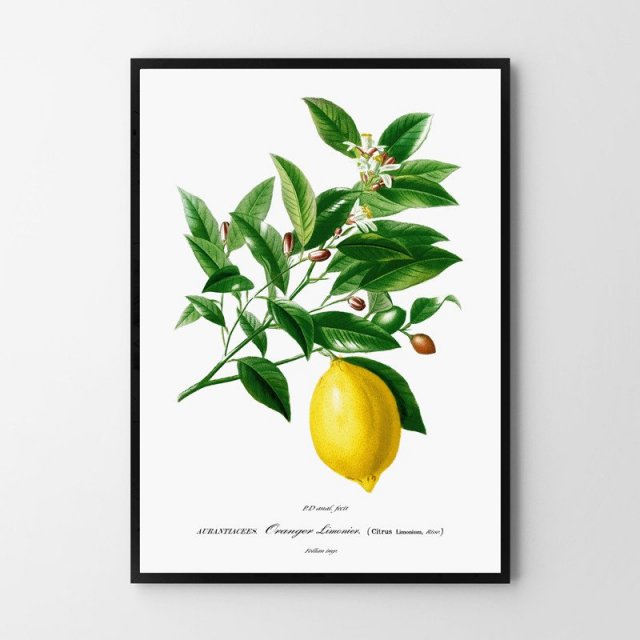 Plakat botaniczny cytryna - format 30x40