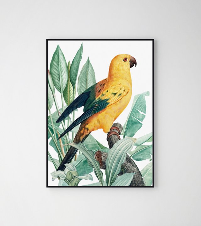 Plakat złota papuga 50x70 cm B2