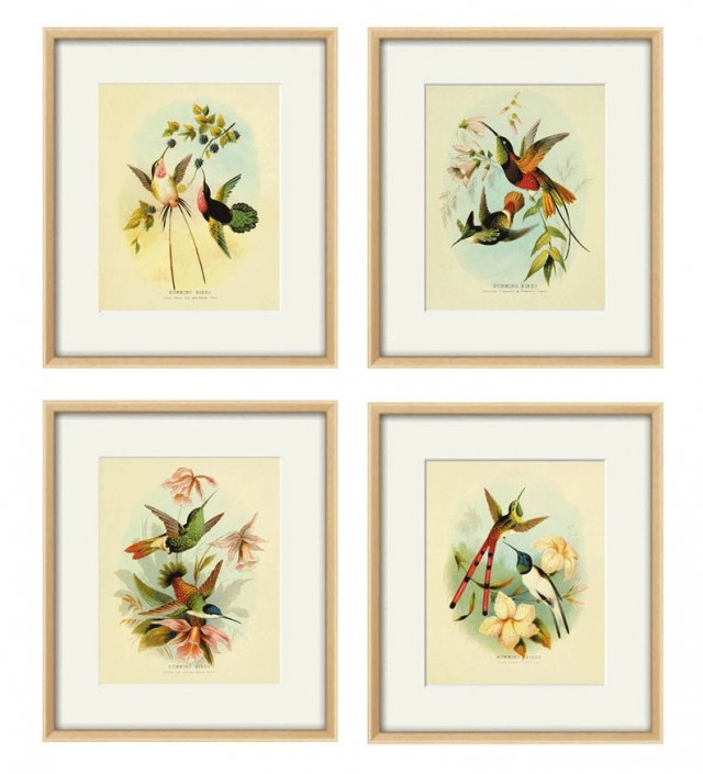 Plakat grafika ptaki kolibry prezent