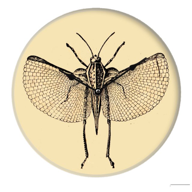 Szklany zegar Insect I