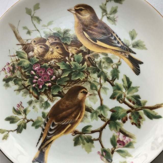 The Greenfinch - Coalport ❀ڿڰۣ❀ John Gould's Birds of Great Britain ❀ڿڰۣ❀ Limited Edition#6