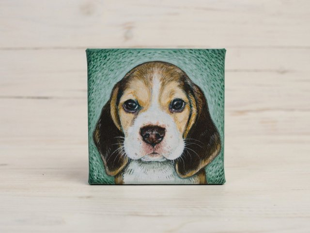 Beagle - mini portret szczeniaka