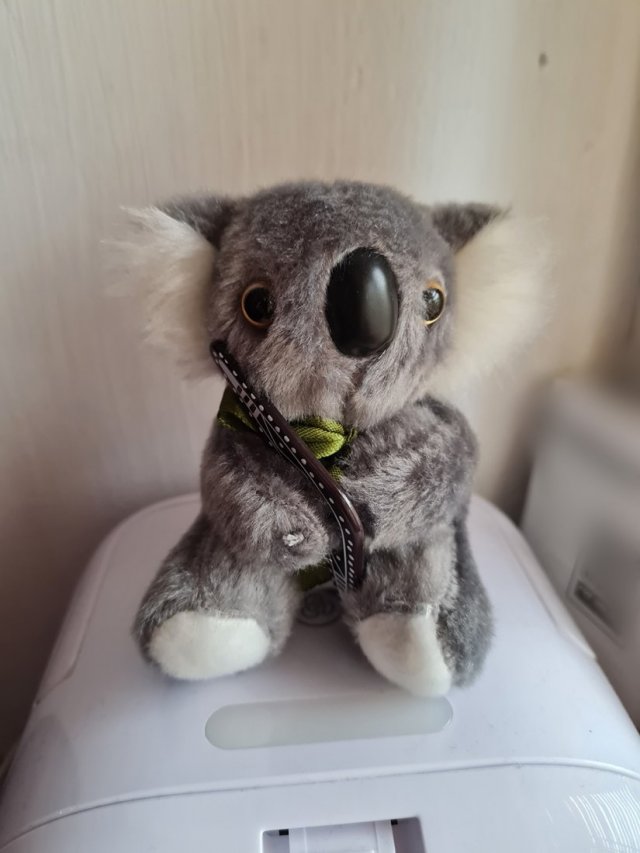 Misiek koala z Australii z bumerangiem