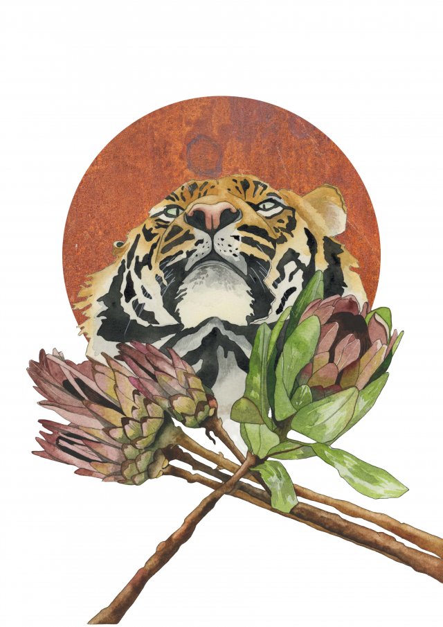 Plakat A3 "Tygrys"