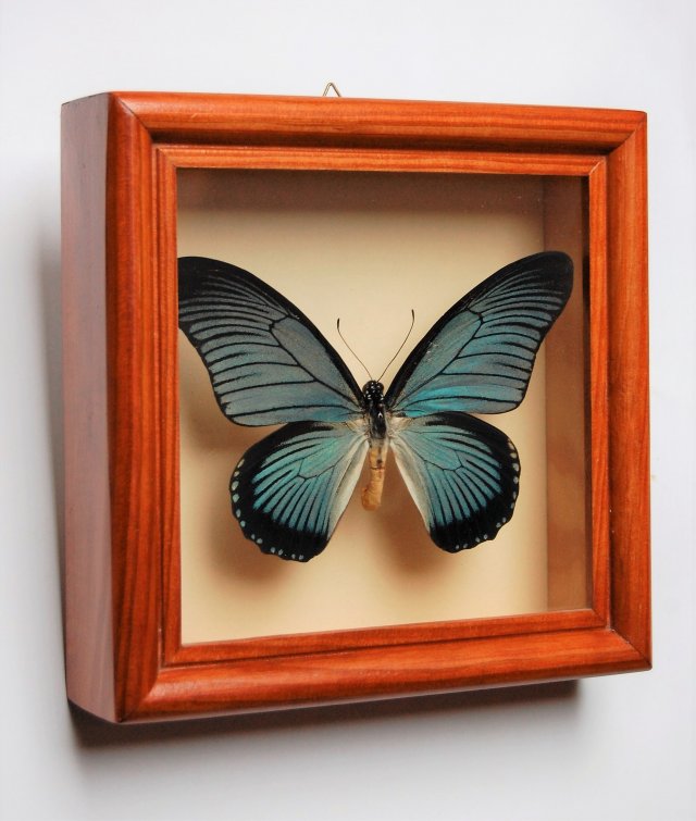 Niebieski motyl Papilio Zalmoxis w gablocie, ramie