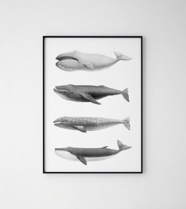 Plakat do salonu wieloryb 50x70 cm