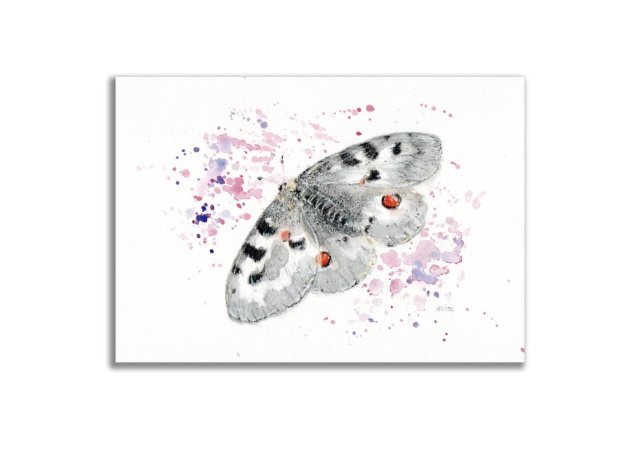 Obraz oryginalny oprawiony "Niepylak Apollo" motyl