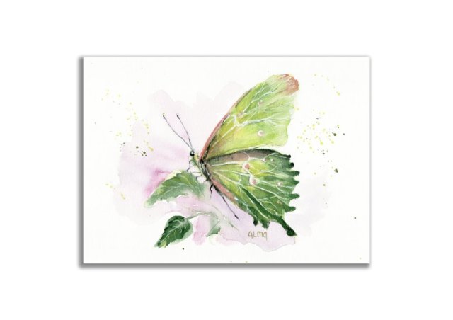 Obraz oryginalny oprawiony "Kapustnik" motyl