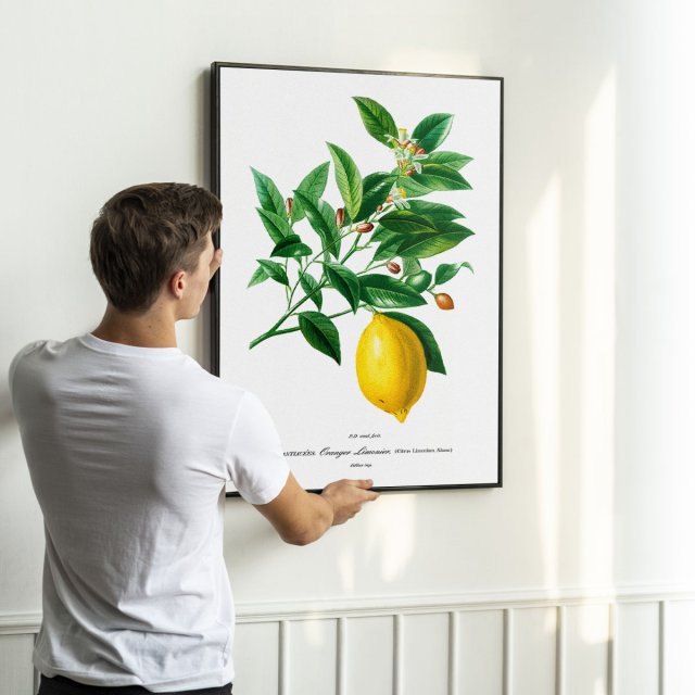 Plakat Cytryna vintage - format 40x50 cm - rycina - ilustracja - lato