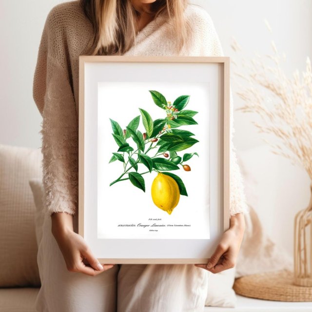 Plakat Cytryna vintage - format 30x40 cm - rycina - ilustracja - lato