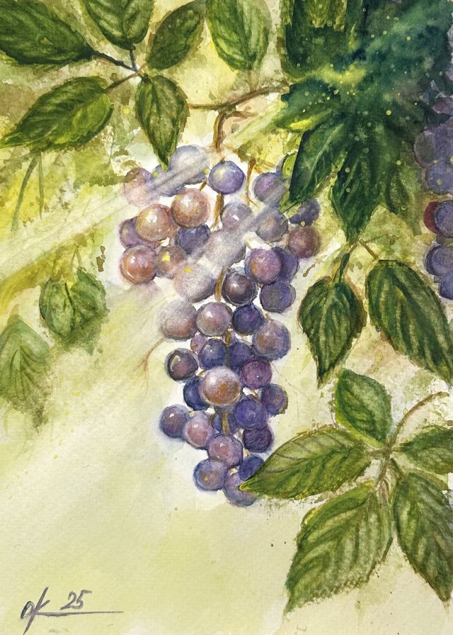 Słoneczne winogrona  Original Akwarela A4