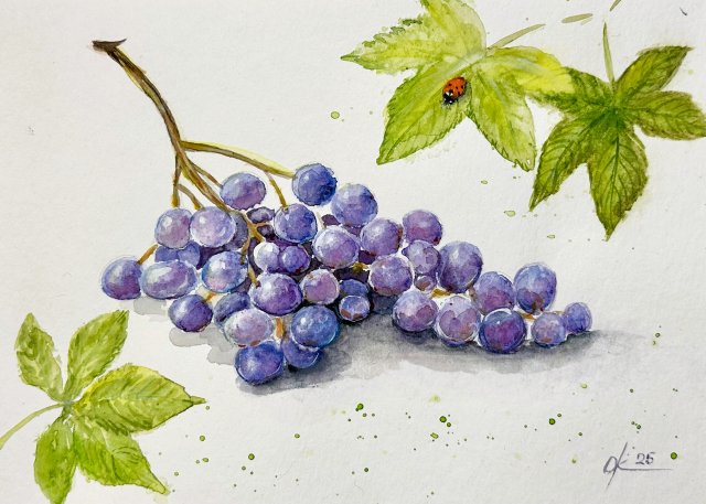 Winogrona i biedronka  Original Akwarela A4