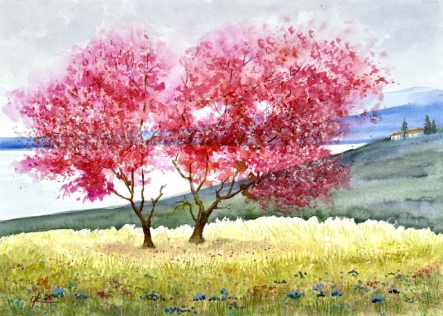 Różowy cud wiosny 30/42cm. Original Akwarela A3