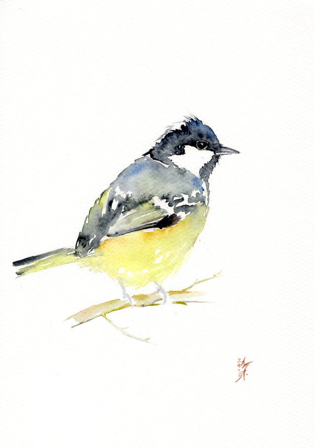 Oryginalna akwarela. Sikora bogatka