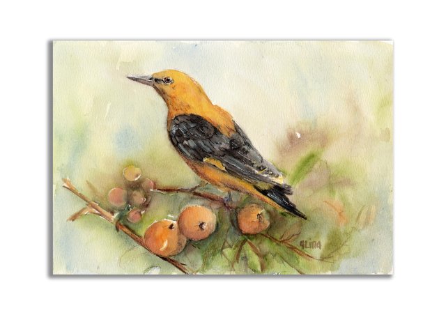 Wilga. Akwarela ręcznie malowana