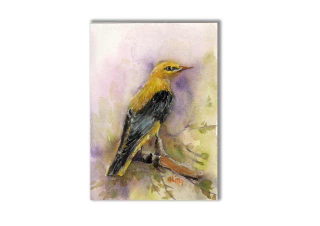 Wilga. Akwarela ręcznie malowana