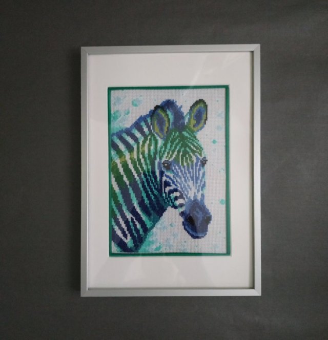 SAFARI NA CHŁODNO ZEBRA