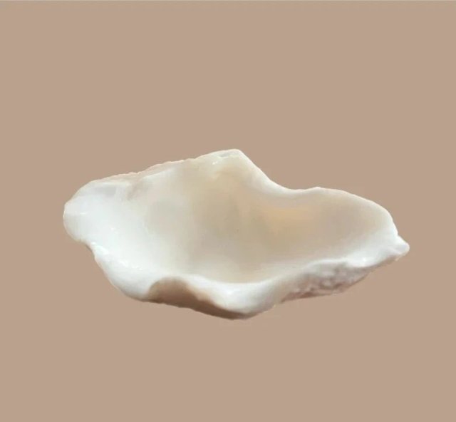 Muszla Muszelka do przechowywania biżuterii ozdoba domu Malediwy prezent