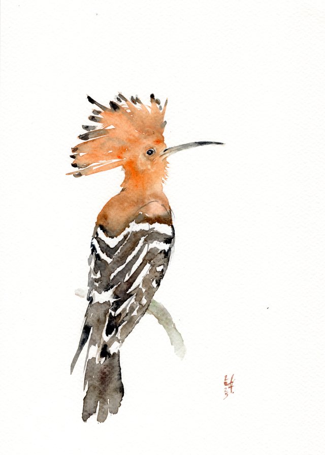 Oryginalna akwarela. Dudek