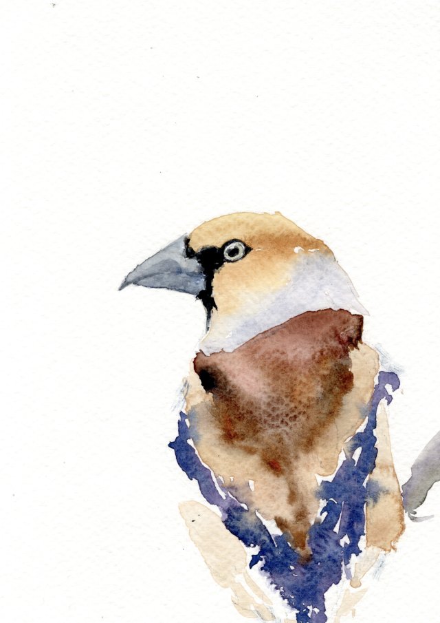 Oryginalna akwarela. Grubodziób