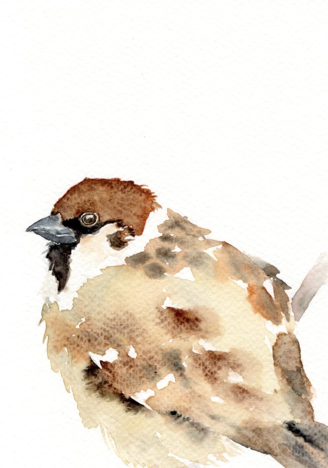 Oryginalna akwarela. Mazurek