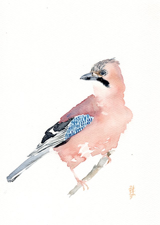 Oryginalna akwarela. Sójka