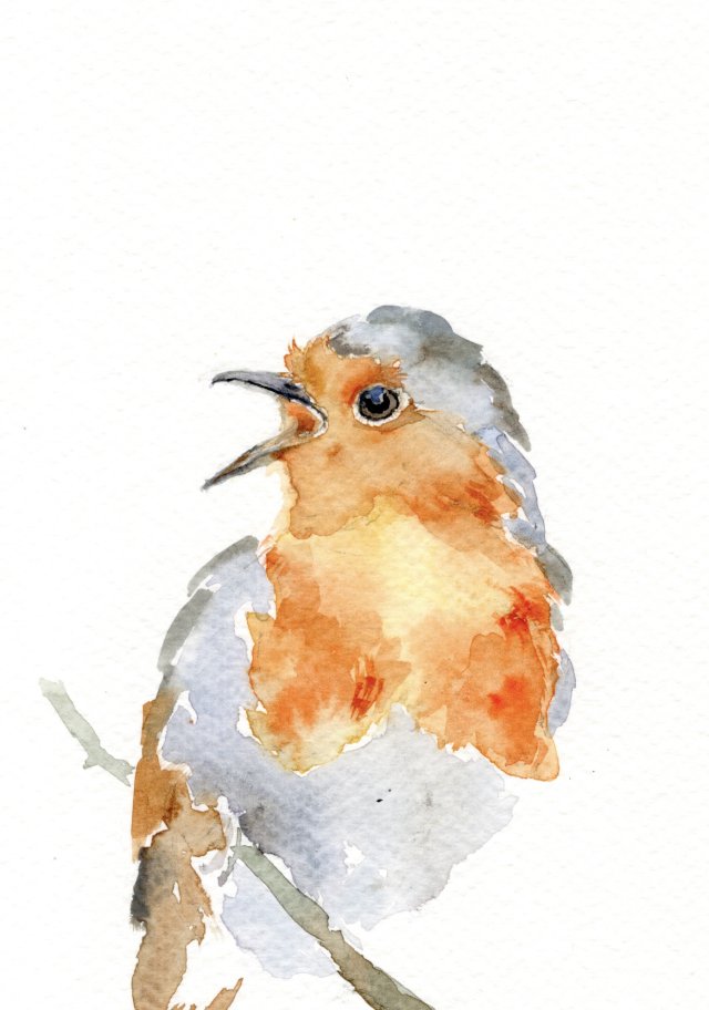 Oryginalna akwarela. Rudzik