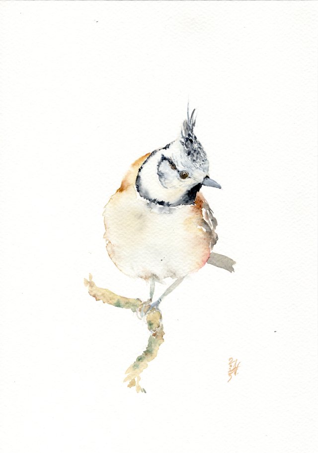 Oryginalna akwarela. Sikora czubatka