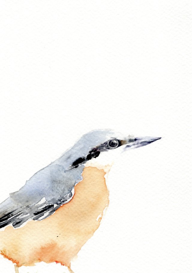 Oryginalna akwarela. Sikora czubatka