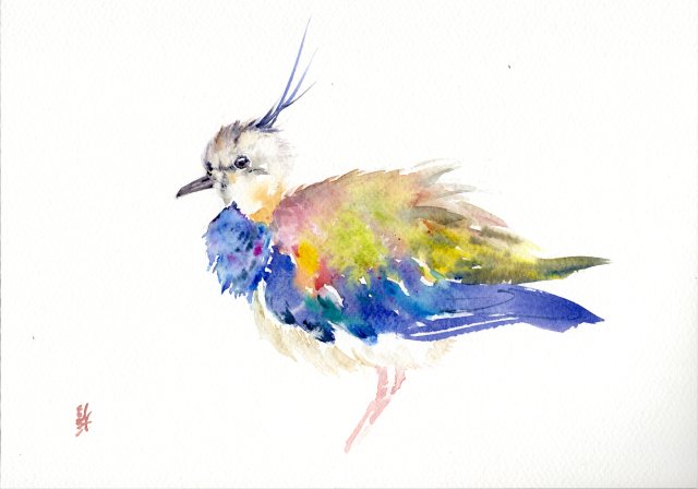 Oryginalna akwarela. Czajka