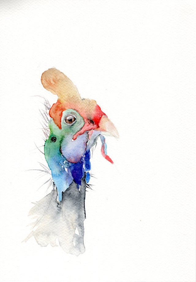 Oryginalna akwarela. Indyk