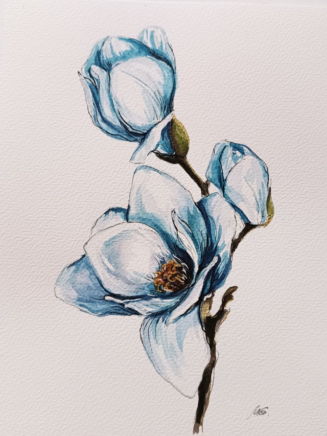 Magnolia