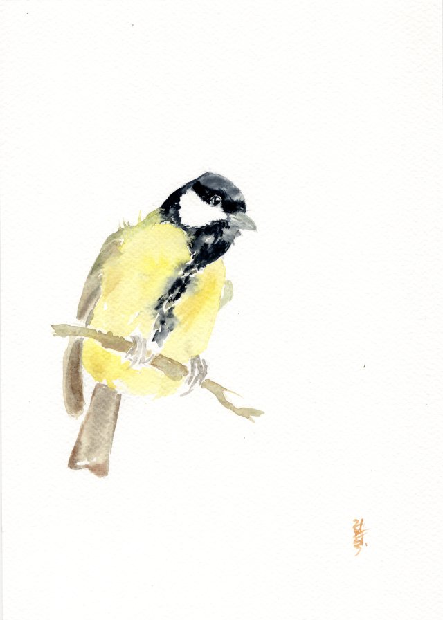 Oryginalna akwarela. Sikora bogatka